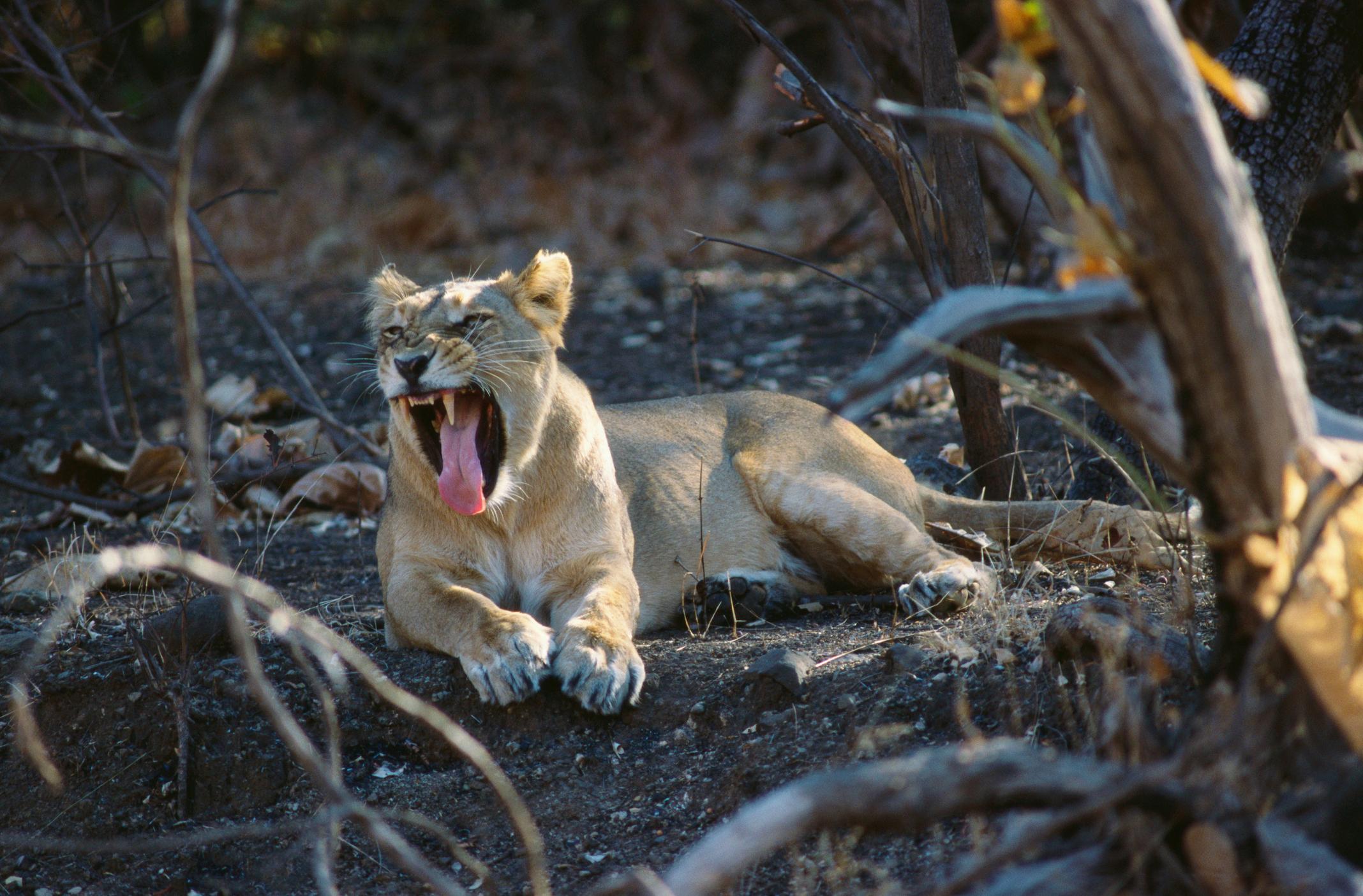 Gir National Park